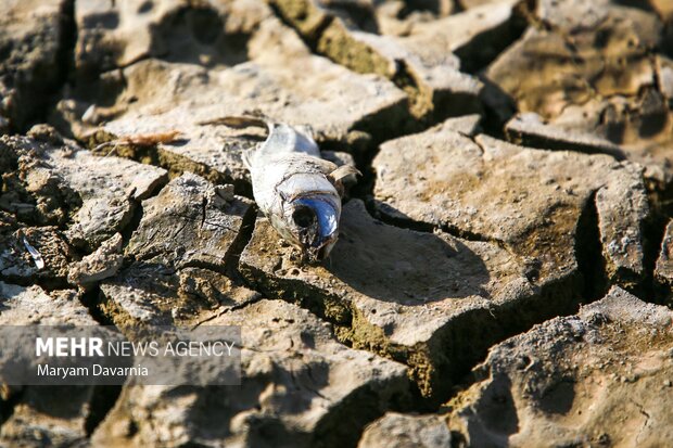 مرگ دست جمعی ماهی در سد عبدل آباد بجنورد