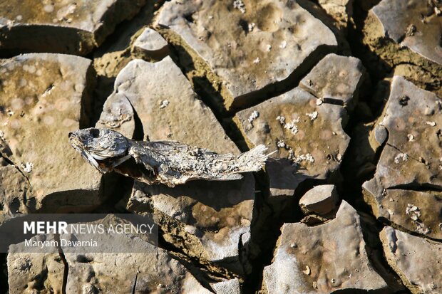 مرگ دست جمعی ماهی در سد عبدل آباد بجنورد