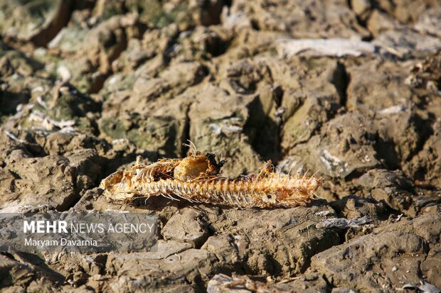 مرگ دست جمعی ماهی در سد عبدل آباد بجنورد