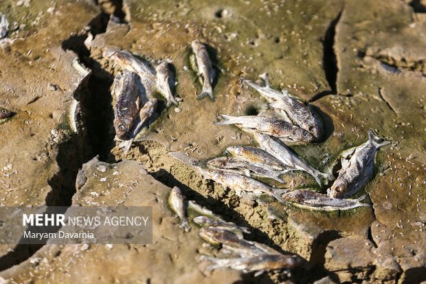 مرگ دست جمعی ماهی در سد عبدل آباد بجنورد