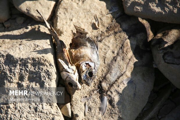 مرگ دست جمعی ماهی در سد عبدل آباد بجنورد