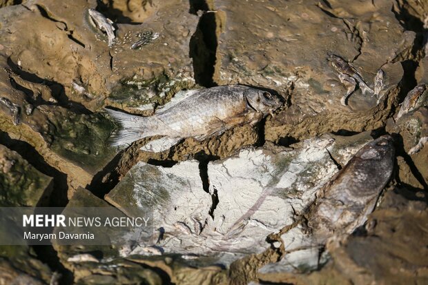 مرگ دست جمعی ماهی در سد عبدل آباد بجنورد