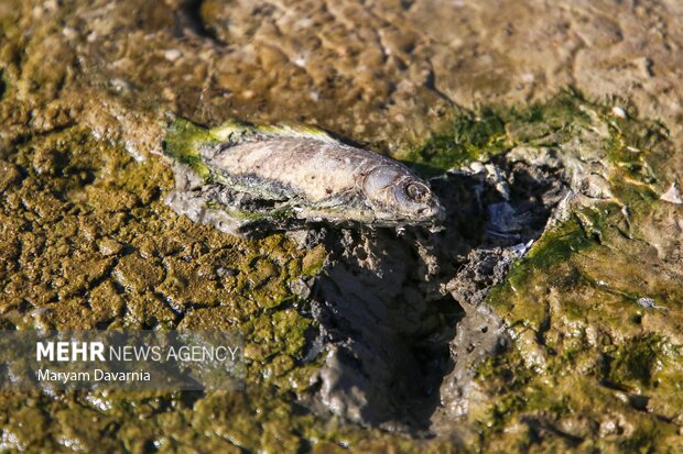 مرگ دست جمعی ماهی در سد عبدل آباد بجنورد