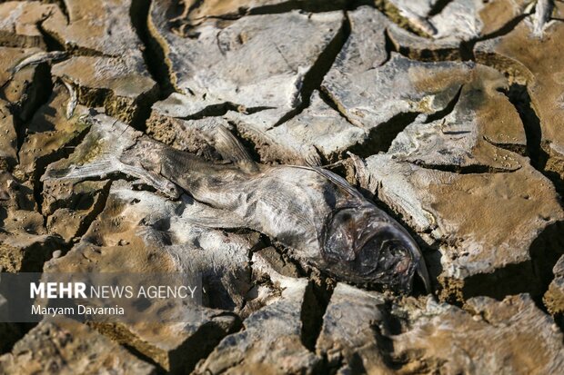 مرگ دست جمعی ماهی در سد عبدل آباد بجنورد