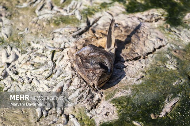 مرگ دست جمعی ماهی در سد عبدل آباد بجنورد
