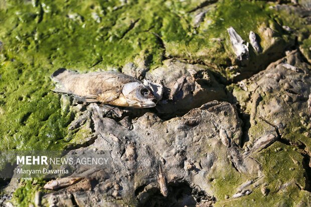 مرگ دست جمعی ماهی در سد عبدل آباد بجنورد