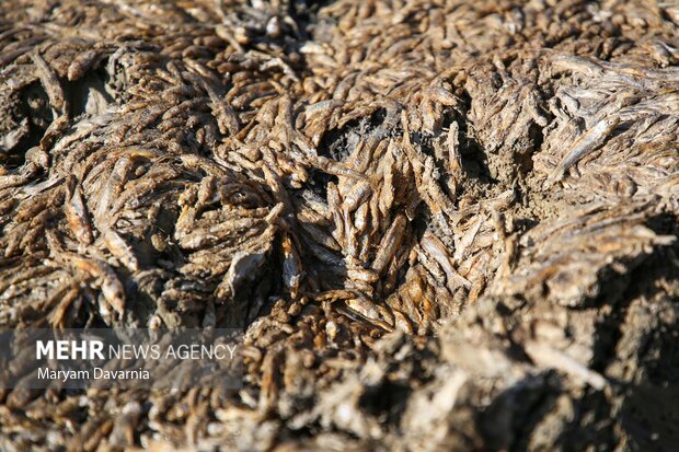 مرگ دست جمعی ماهی در سد عبدل آباد بجنورد