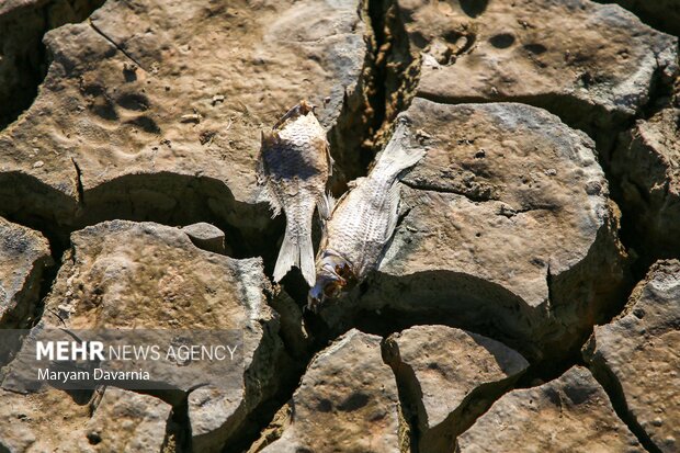 مرگ دست جمعی ماهی در سد عبدل آباد بجنورد