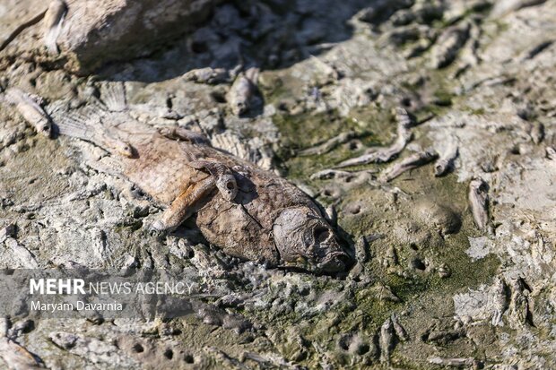 مرگ دست جمعی ماهی در سد عبدل آباد بجنورد