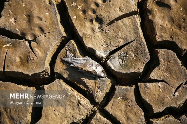 مرگ دست جمعی ماهی در سد عبدل آباد بجنورد