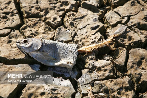مرگ دست جمعی ماهی در سد عبدل آباد بجنورد