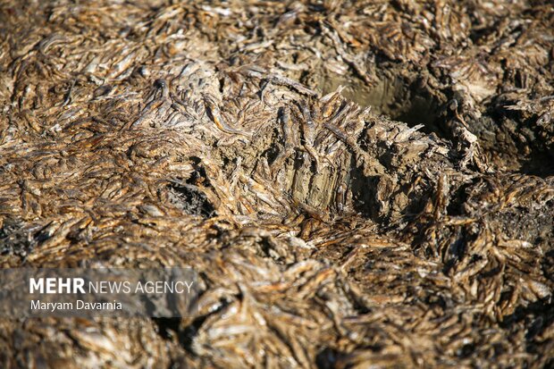 مرگ دست جمعی ماهی در سد عبدل آباد بجنورد