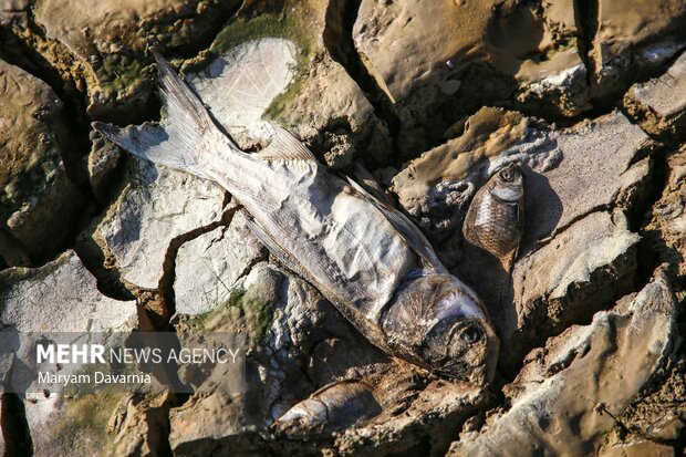 مرگ دست جمعی ماهی در سد عبدل آباد بجنورد