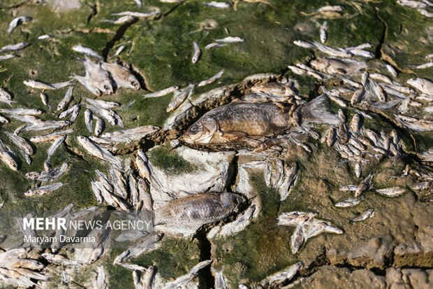 مرگ دست جمعی ماهی در سد عبدل آباد بجنورد