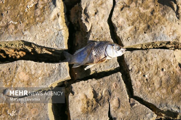 مرگ دست جمعی ماهی در سد عبدل آباد بجنورد