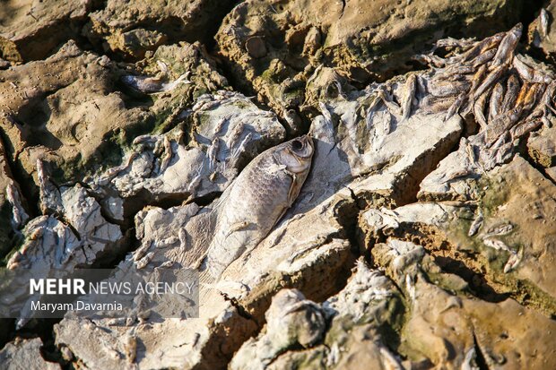 مرگ دست جمعی ماهی در سد عبدل آباد بجنورد