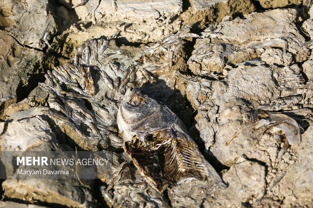 مرگ دست جمعی ماهی در سد عبدل آباد بجنورد
