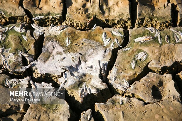 مرگ دست جمعی ماهی در سد عبدل آباد بجنورد