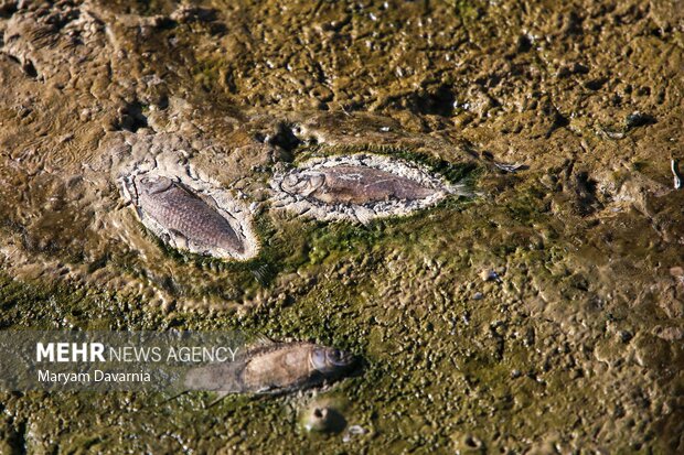 مرگ دست جمعی ماهی در سد عبدل آباد بجنورد