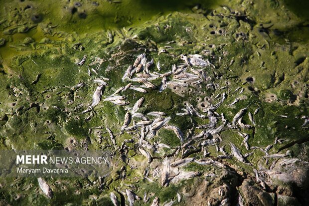 مرگ دست جمعی ماهی در سد عبدل آباد بجنورد