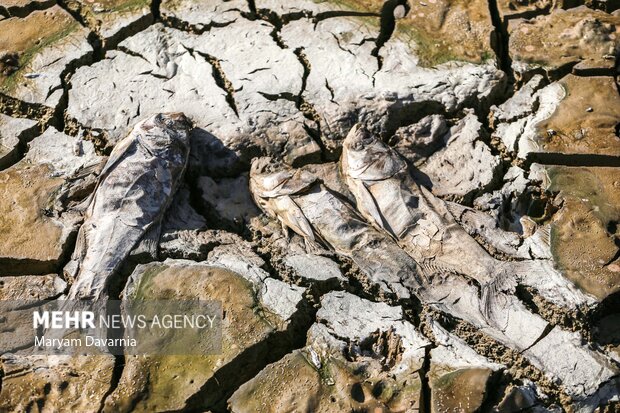 مرگ دست جمعی ماهی در سد عبدل آباد بجنورد