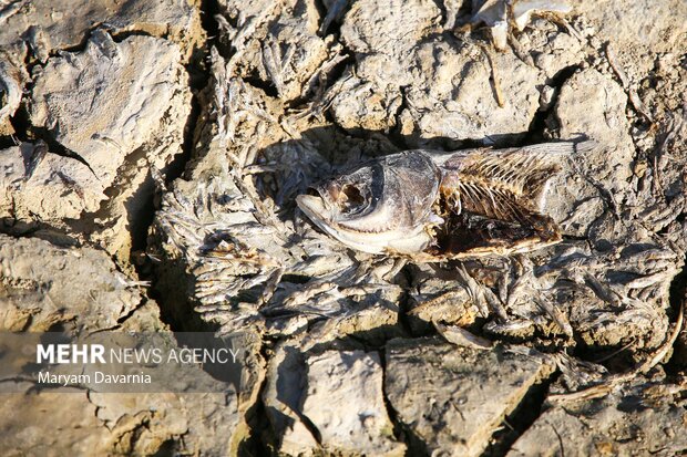 مرگ دست جمعی ماهی در سد عبدل آباد بجنورد