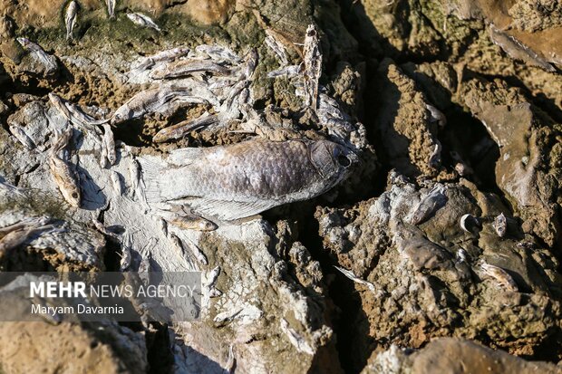 مرگ دست جمعی ماهی در سد عبدل آباد بجنورد