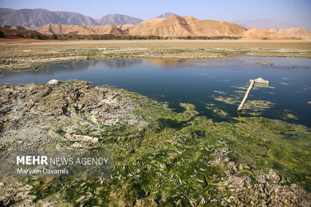 مرگ دست جمعی ماهی در سد عبدل آباد بجنورد