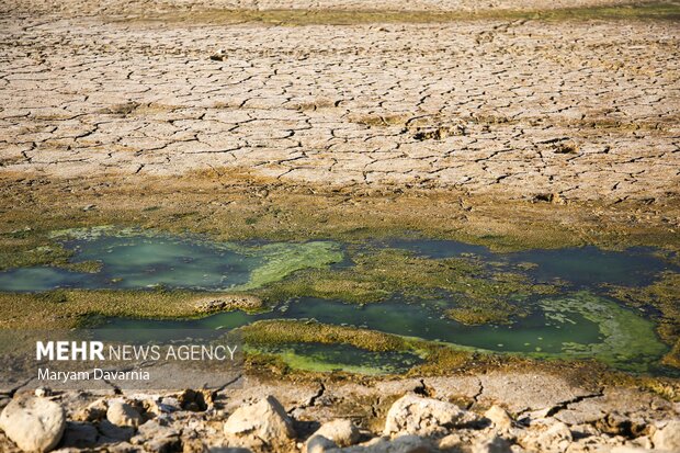 مرگ دست جمعی ماهی در سد عبدل آباد بجنورد