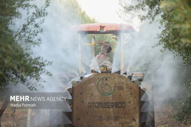 برداشت زیتون از باغات علی آباد کتول