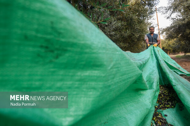 برداشت زیتون از باغات علی آباد کتول