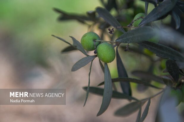 برداشت زیتون از باغات علی آباد کتول