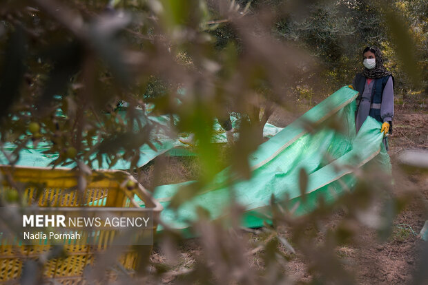 برداشت زیتون از باغات علی آباد کتول