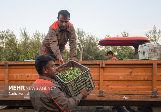 برداشت زیتون از باغات علی آباد کتول