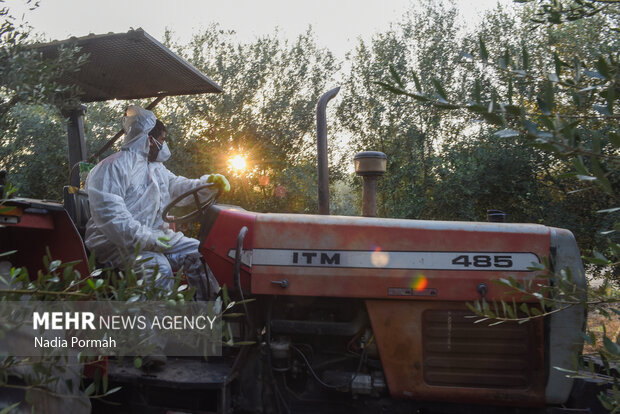 برداشت زیتون از باغات علی آباد کتول