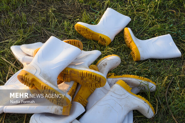 برداشت زیتون از باغات علی آباد کتول