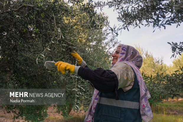 برداشت زیتون از باغات علی آباد کتول