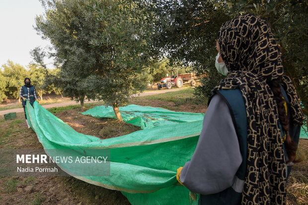 برداشت زیتون از باغات علی آباد کتول