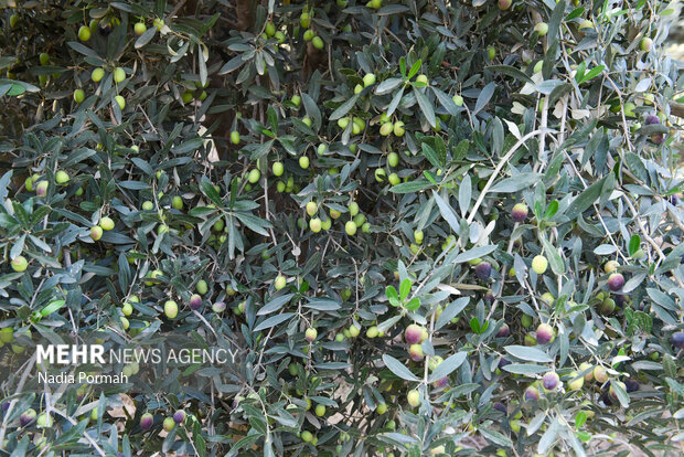 برداشت زیتون از باغات علی آباد کتول