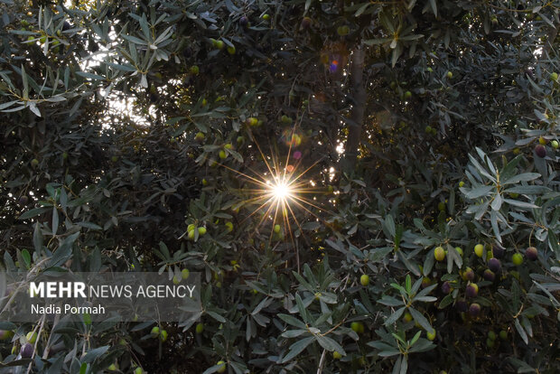 برداشت زیتون از باغات علی آباد کتول