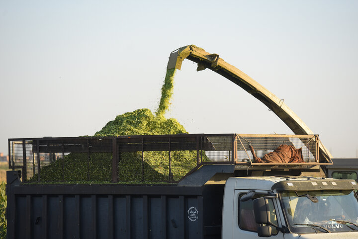 برداشت ذرت علوفه ای