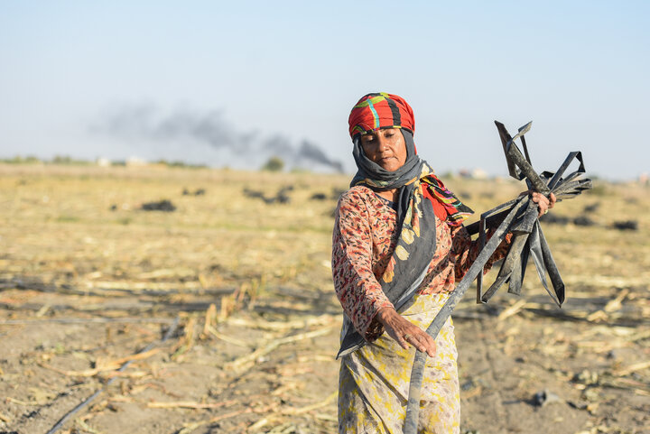 برداشت ذرت علوفه ای