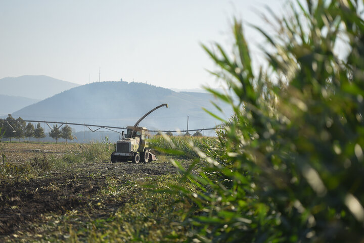 برداشت ذرت علوفه ای