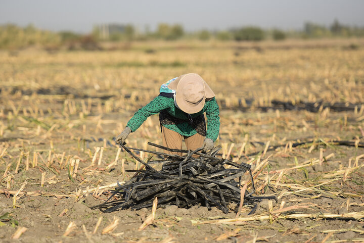 برداشت ذرت علوفه ای