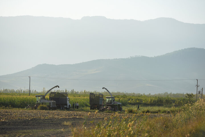 برداشت ذرت علوفه ای