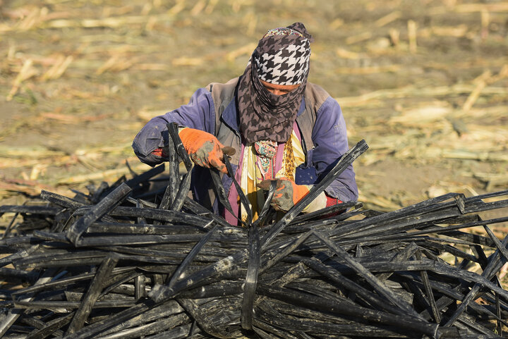 برداشت ذرت علوفه ای