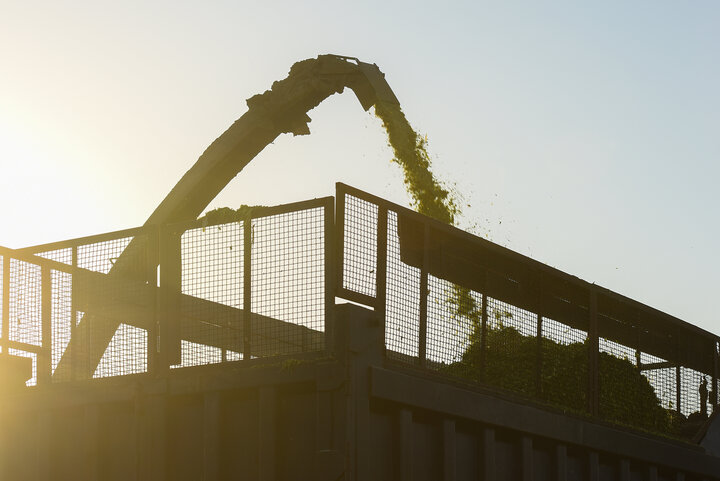 برداشت ذرت علوفه ای