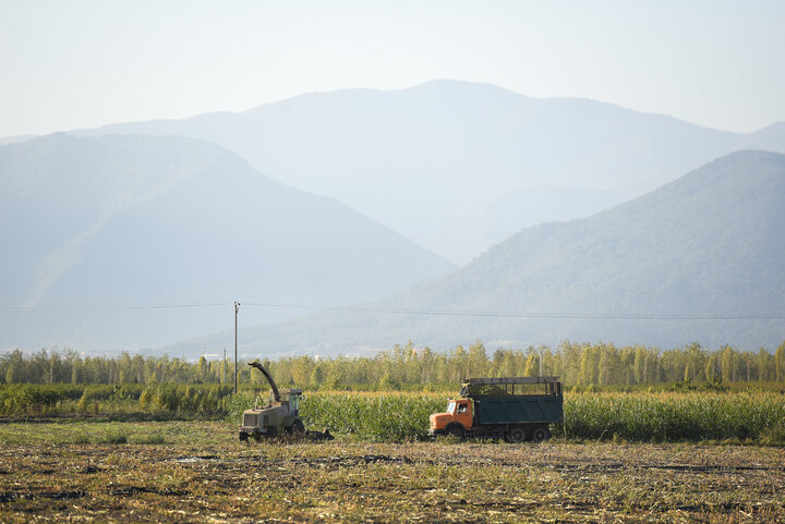 برداشت ذرت علوفه ای