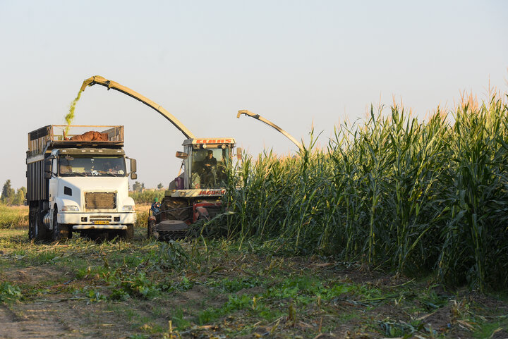 برداشت ذرت علوفه ای