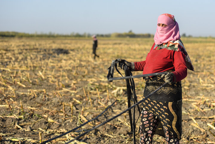 برداشت ذرت علوفه ای